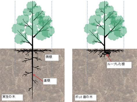 樹根生長|樹木の根の特性と植え方